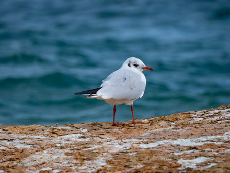 Seagull on a rock of a lakesideの写真素材