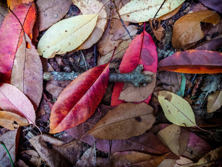 Leaves close-up in autumnal coloursの写真素材