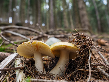 Poisonous mushrooms close-up in a pine forestの写真素材