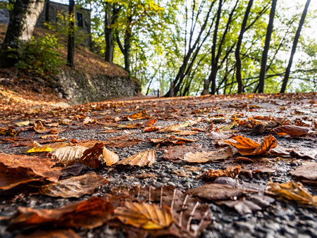 Alpine road in autumn with leaves on the groundの写真素材