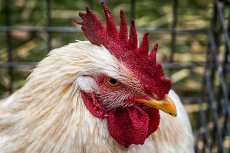 Close up of a rooster headの写真素材