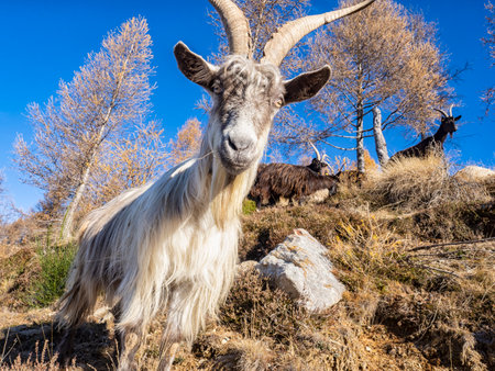Close-up of a goat in the italian alpsの写真素材