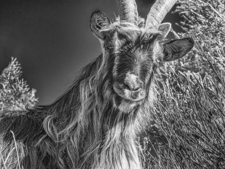 Close-up of a goat in the italian alpsの写真素材