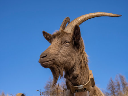 Close-up of a goat in the italian alpsの写真素材