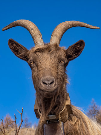 Close-up of a goat in the italian alpsの写真素材