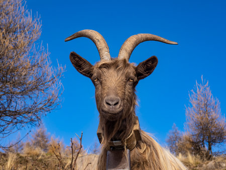 Close-up of a goat in the italian alpsの写真素材