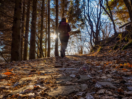 Alpine trail in a woodland in winterの写真素材