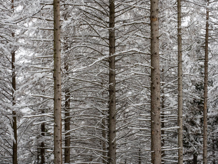 Snowy landscape in a forestの写真素材