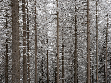 Snowy landscape in a forestの写真素材