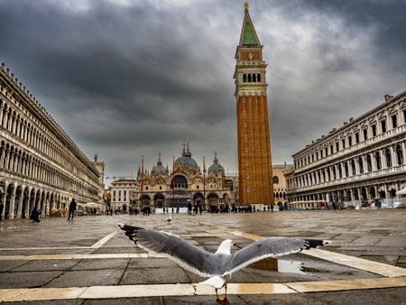 Seagull on St Mark's square in Veniceの写真素材