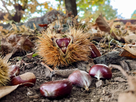 Group of chestnuts typical autumnal fruitの写真素材