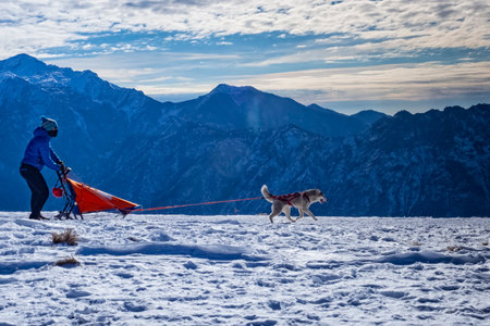 Sleddog scene in the italian alpsの写真素材