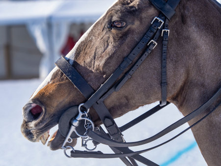Horse with a snowy landscape in backgroundの写真素材