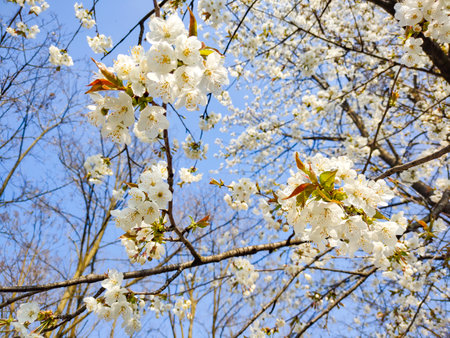 Wild cherry tree flowers in blossomの写真素材