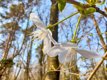 Wild cherry tree flowers in blossomの写真素材
