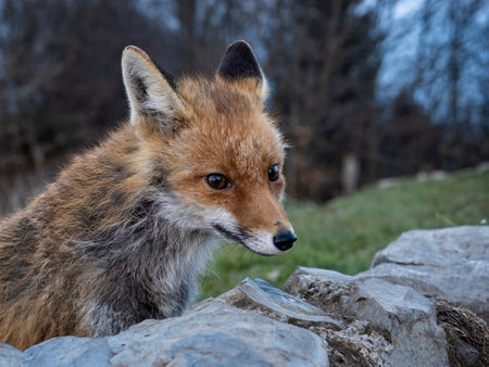 Close-up of a fox in the wildの写真素材
