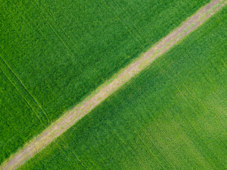 Country road in a cultivated fieldの写真素材