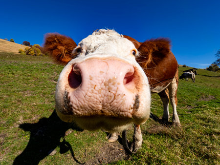 Cow head close-up of the noseの写真素材
