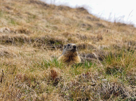 Marmot in the italian alpsの写真素材
