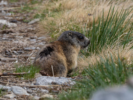 Marmot in the italian alpsの写真素材