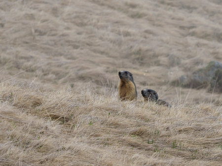 Marmot in the italian alpsの写真素材