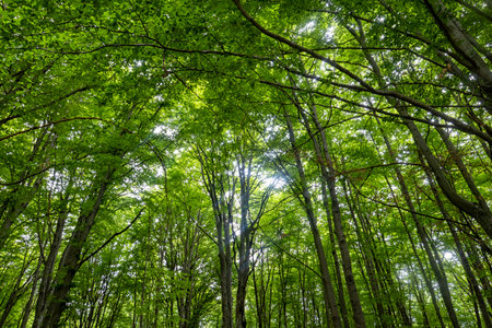 Trees in a forest of the alpsの写真素材