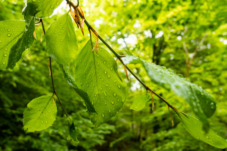 Rain drops on leaves in the forestの写真素材