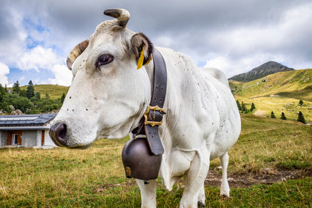 Funny cow face close-up in a prairieの写真素材