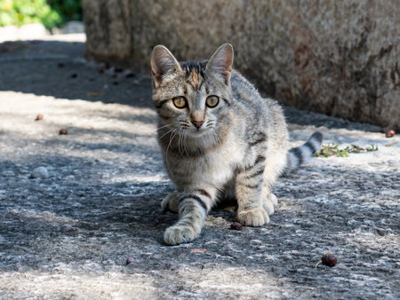 Close-up of a baby catの写真素材
