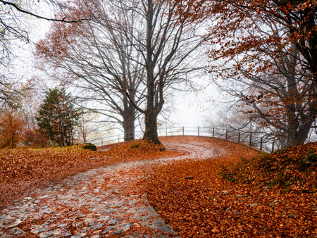 Leaves on a road in a woodland in autumnの写真素材