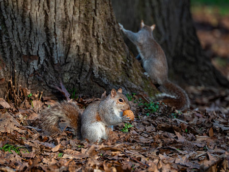 Close-up of a squirrel with a nutの写真素材