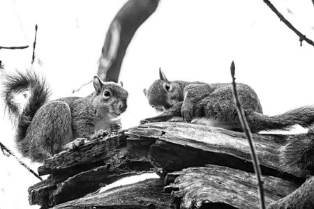 Squirrels on a branch in black and whiteの写真素材