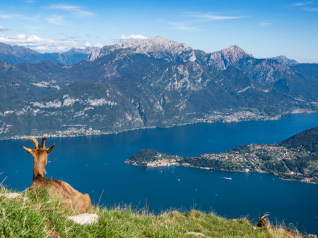 Goat on Lake Como Alpsの写真素材