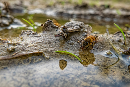 Bee drinking water in a puddleの写真素材
