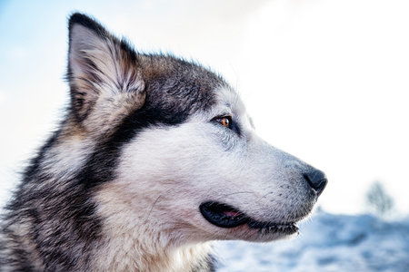 Alaskan malamute close-up of the headの写真素材