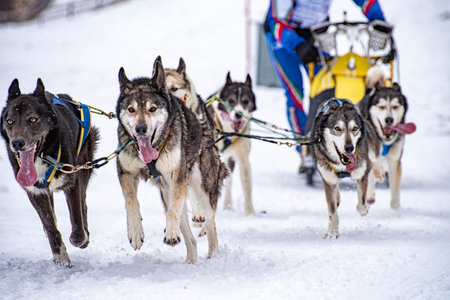 Sled dog scene during a competitionの写真素材