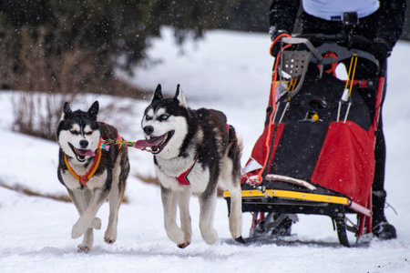 Sled dog scene during a competitionの写真素材
