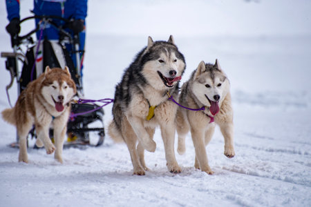 Sled dog scene during a competitionの写真素材