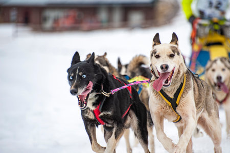 Sled dog scene during a competitionの写真素材