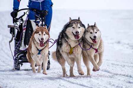 Sled dog scene during a competitionの写真素材