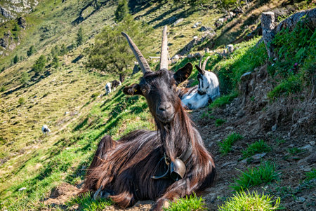 Close-up of a goat in the italian alpsの写真素材