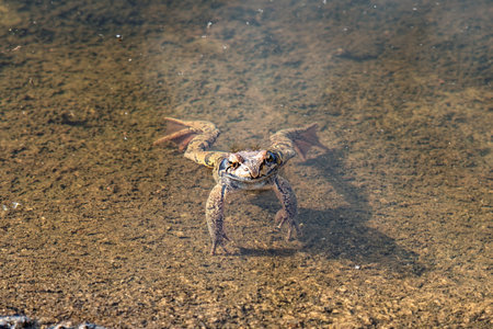 Frog in the water close-upの写真素材