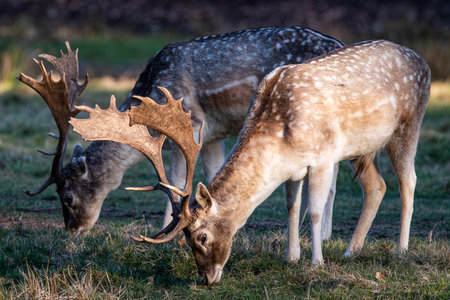 Close-up of a fallow deerの写真素材