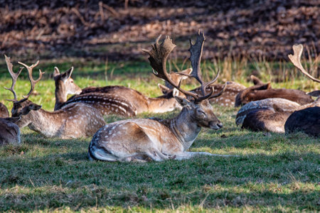 Close-up of a fallow deerの写真素材