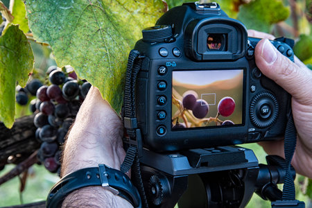 Photographic workshop scenes in a vineyardの写真素材