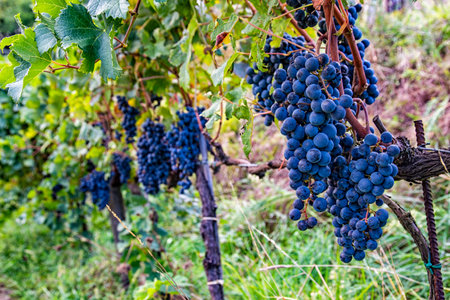 Bunch of grapes in a vineyard in the harvesting seasonの写真素材