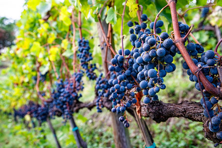 Bunch of grapes in a vineyard in the harvesting seasonの写真素材