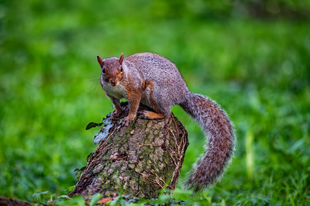 Close-up of an american squirrelの写真素材