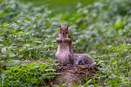 Close-up of an american squirrelの写真素材