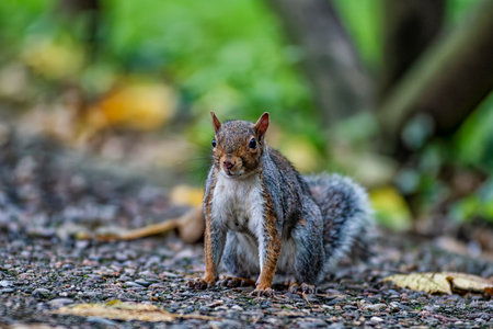 Close-up of an american squirrelの写真素材